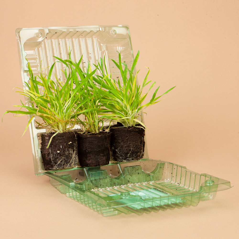 Bunny Tail Grass Plants