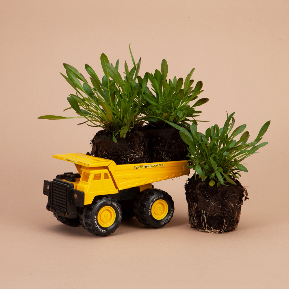 Créme Caramel Coreopsis Plants