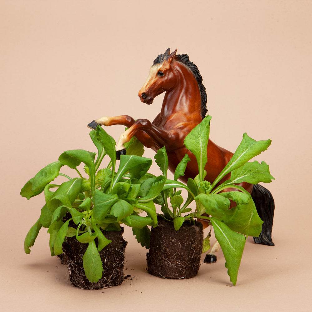 Fama Deep Blue Scabiosa Plants