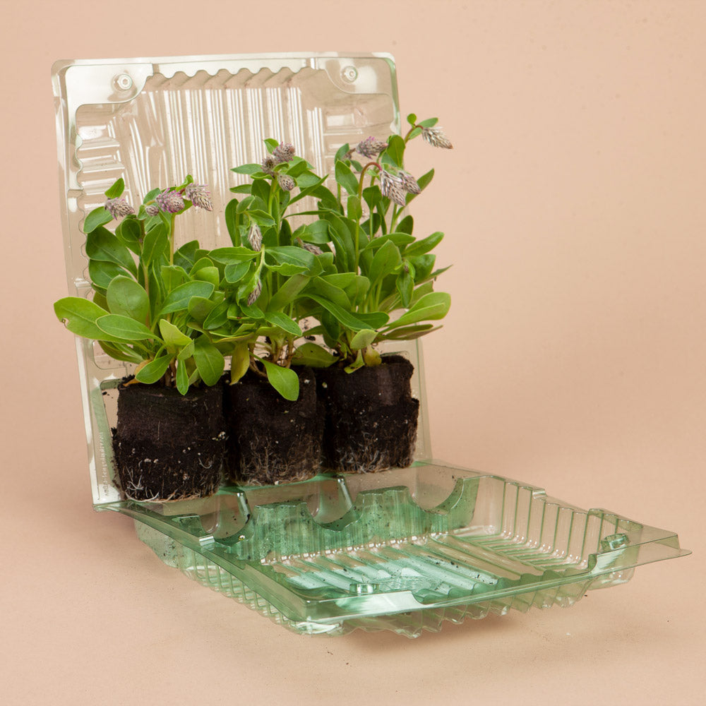 Joey Improved Ptilotus Plants