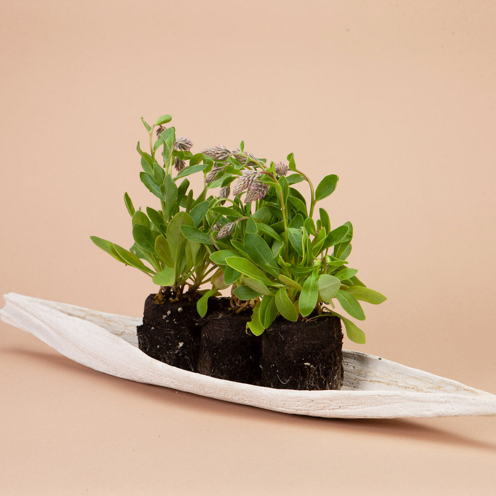 Joey Improved Ptilotus Plants