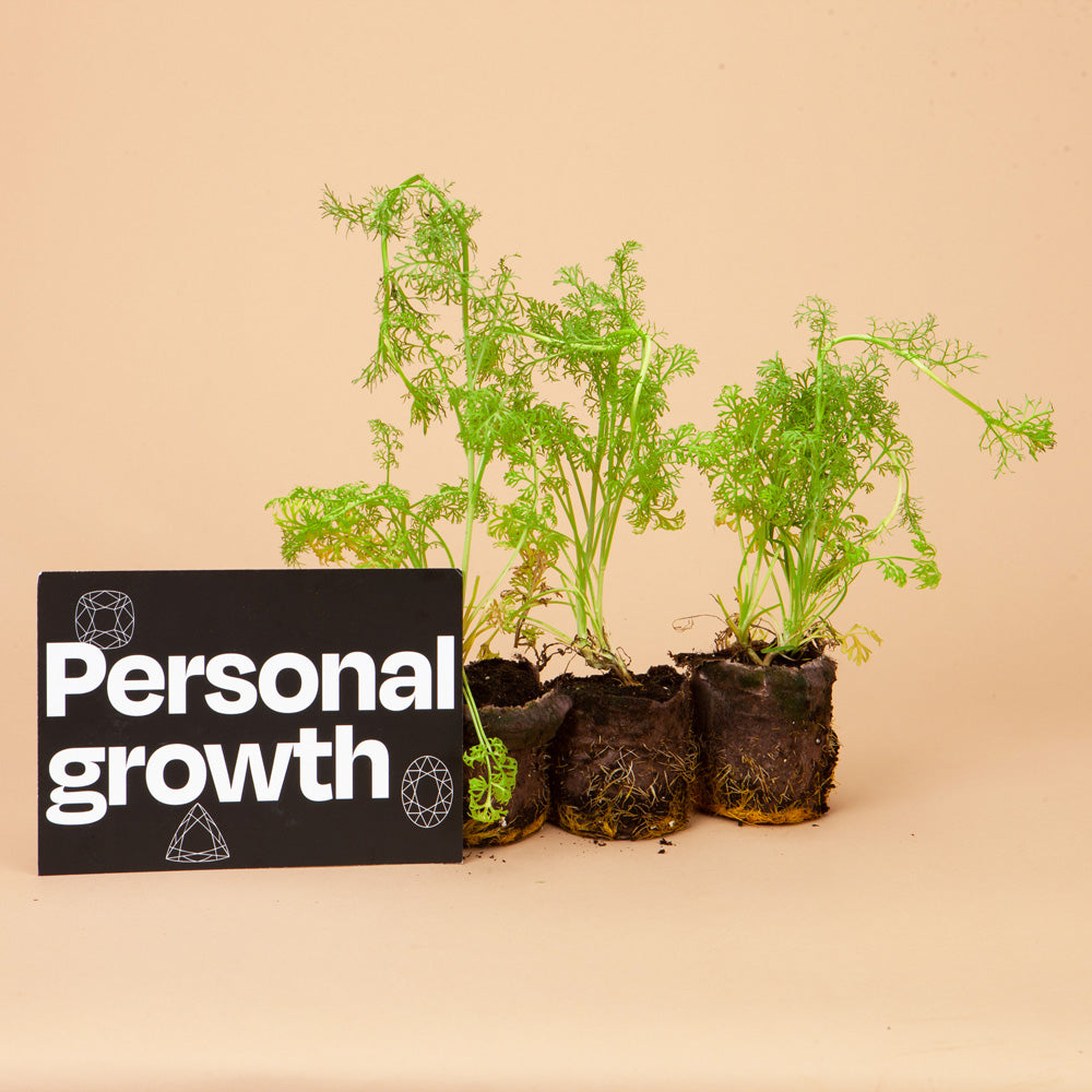 Black And White (African Bride) Love In A Mist Plants