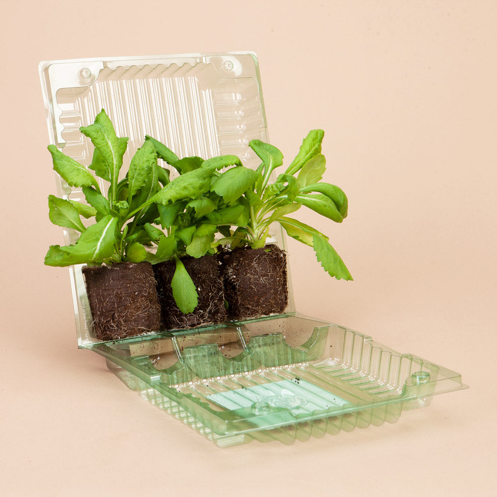 Fama Deep Blue Scabiosa Plants