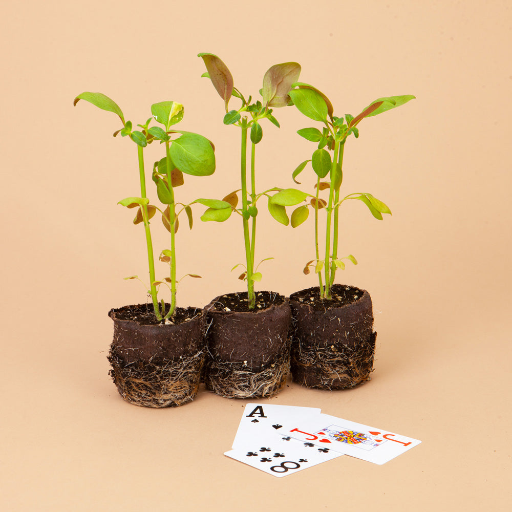 Potomac Lavender Snapdragon Plants