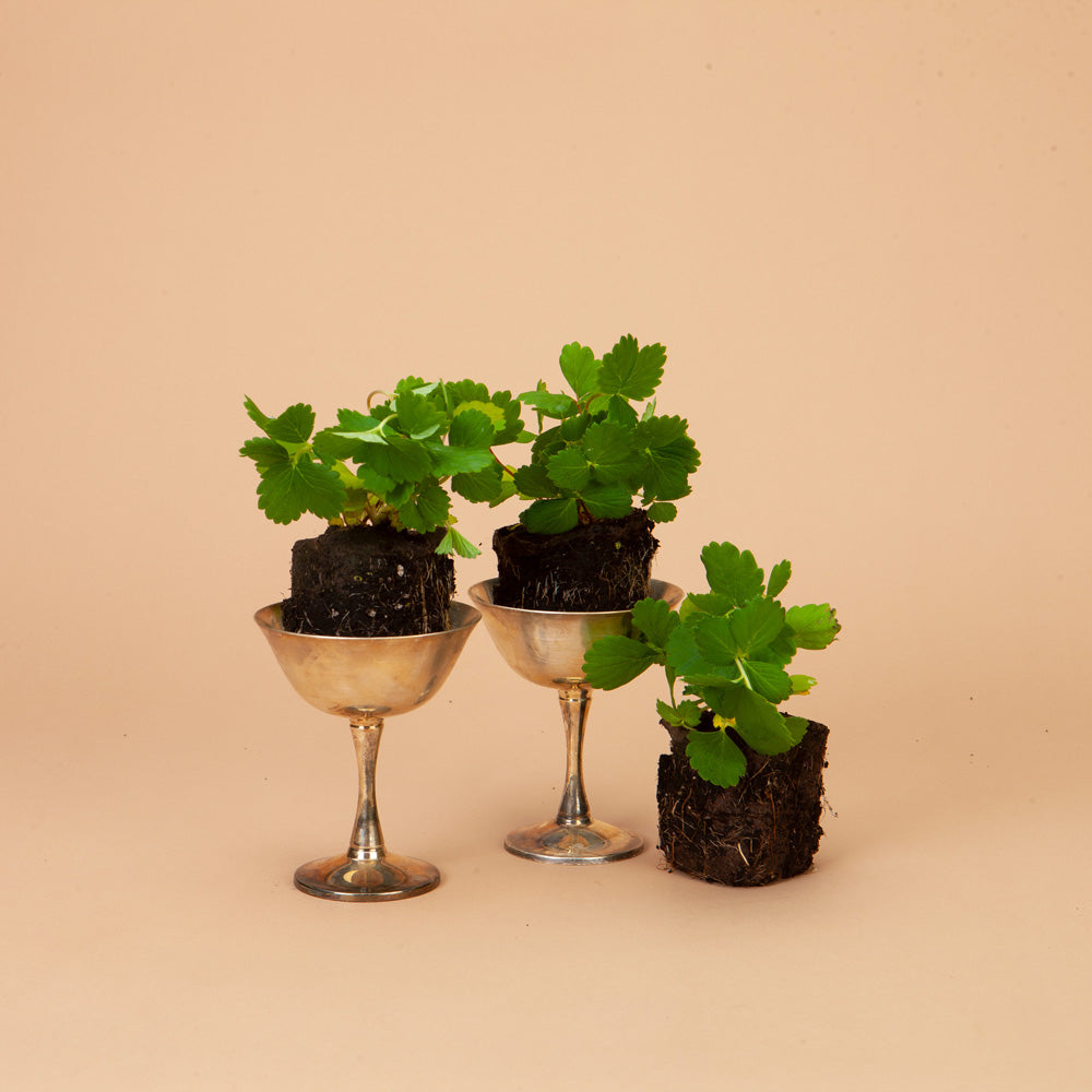 Pink Everbearing Strawberry Gasana Plants