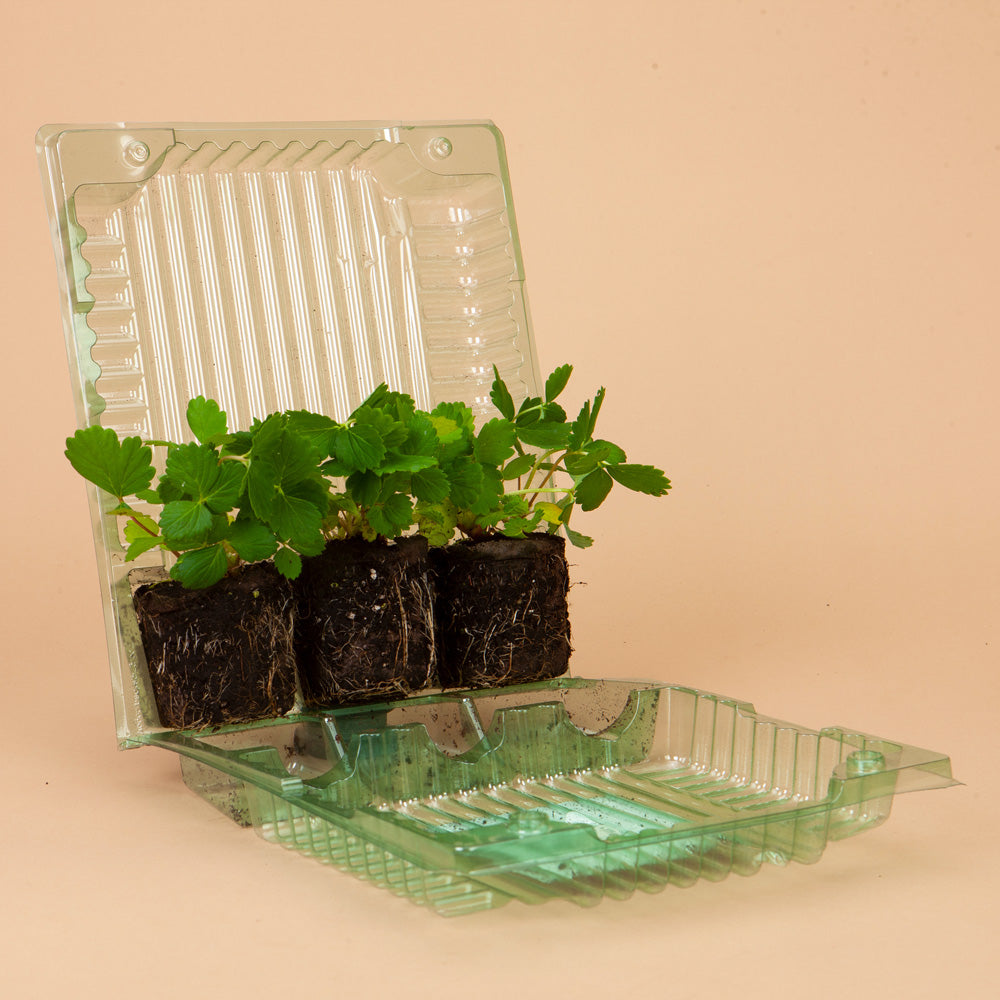 Pink Everbearing Strawberry Gasana Plants