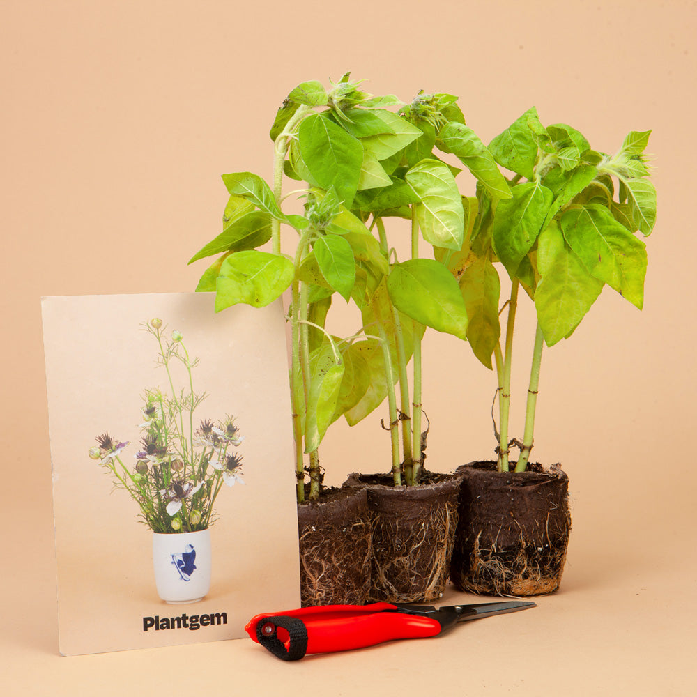 Teddy Bear Sunflower Plants