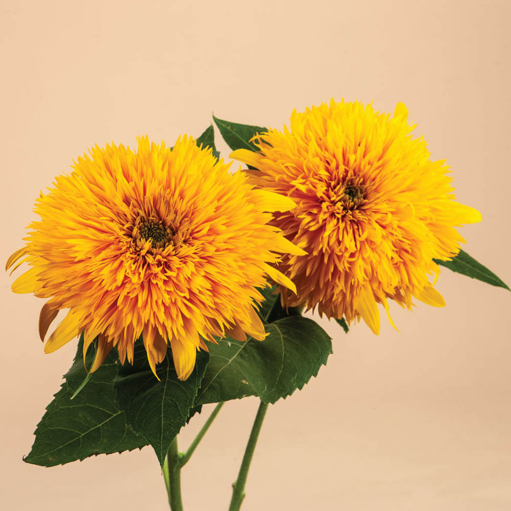 Teddy Bear Sunflower Plants