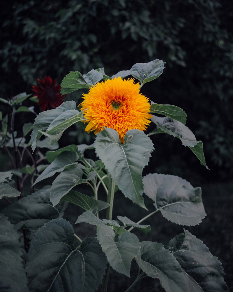 Sunflower Teddy Bear Seeds