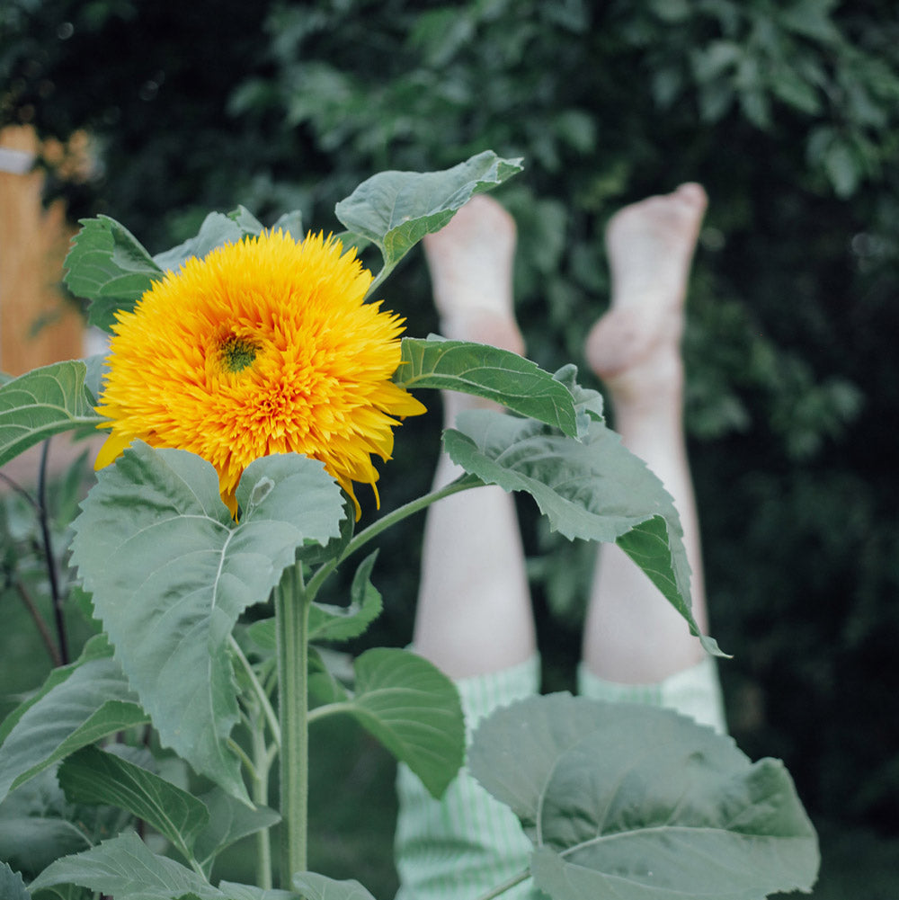 Teddy Bear Sunflower Plants