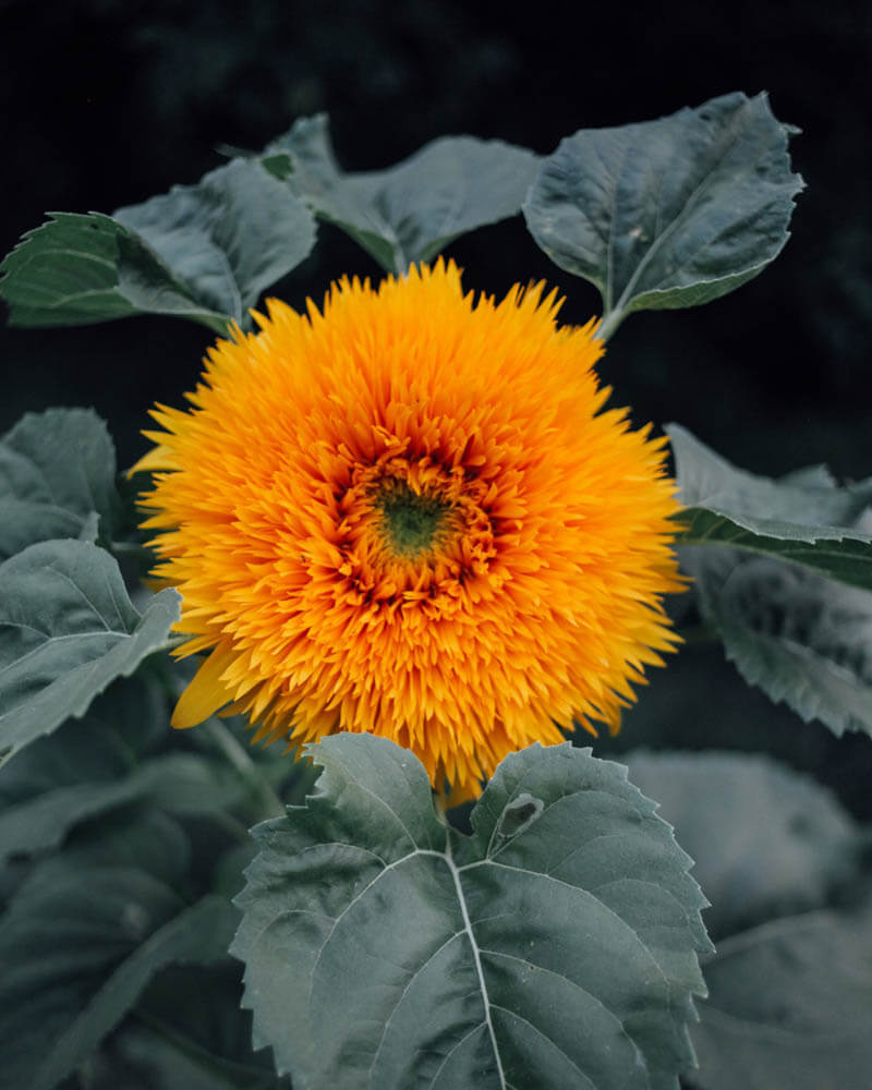 Teddy Bear Sunflower Plants