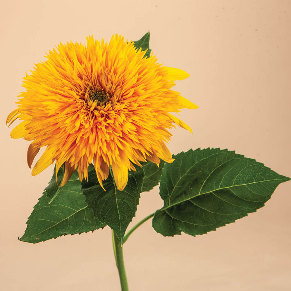 Teddy Bear Sunflower Plants