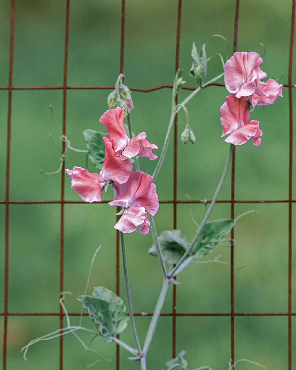 Sweet Pea Mammoth Salmon Cream Seeds