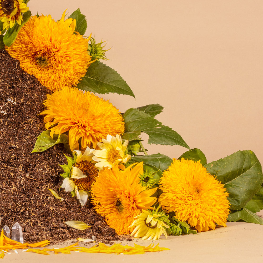 Teddy Bear Sunflower Plants