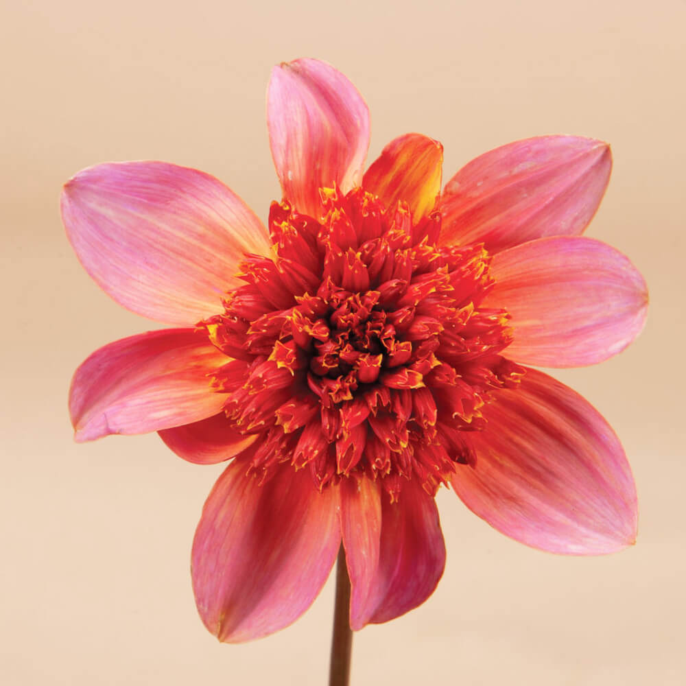 Totally Tangerine Dahlia