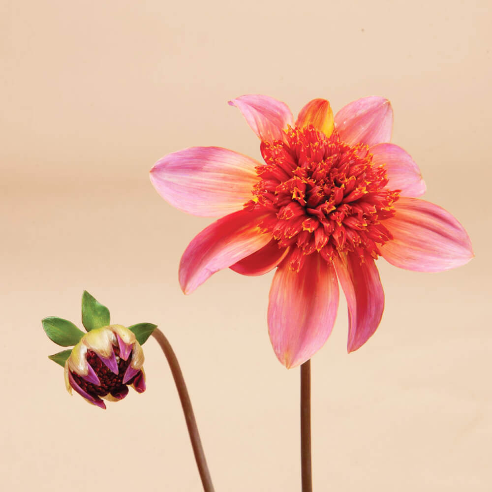 Totally Tangerine Dahlia