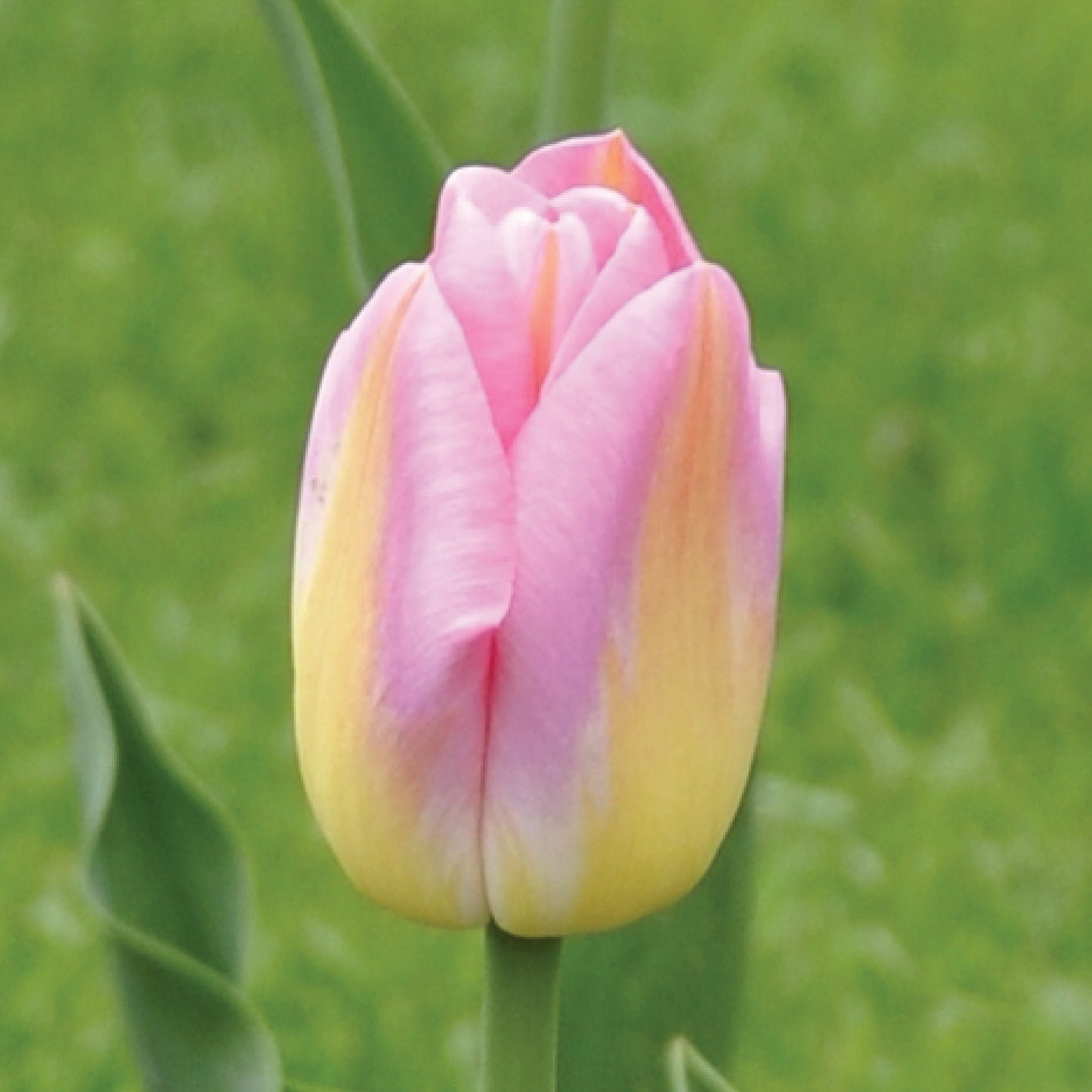 Tom Pouce Tulip Bulbs