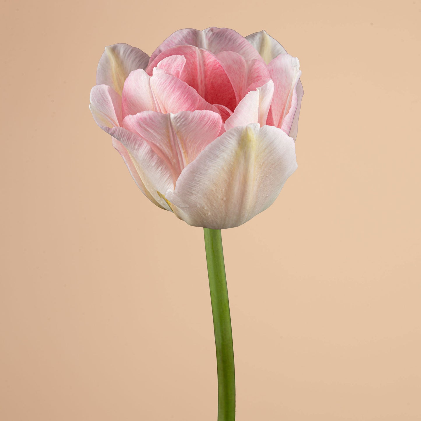 Tulip Angelique Bulbs