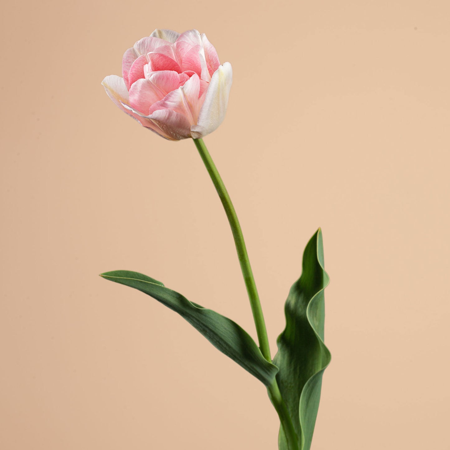 Tulip Angelique Bulbs