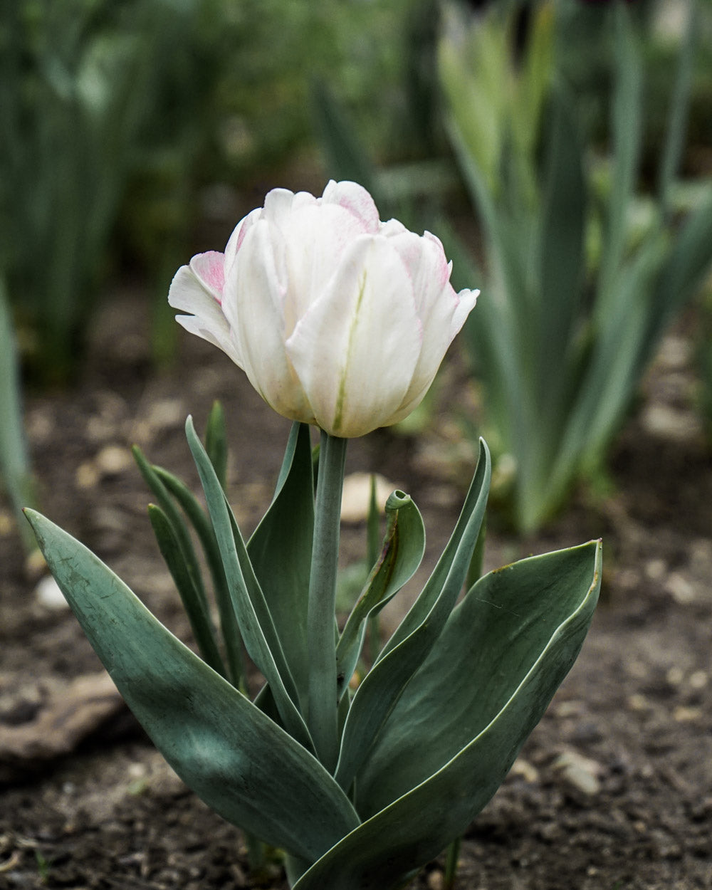Tulip Angelique Bulbs