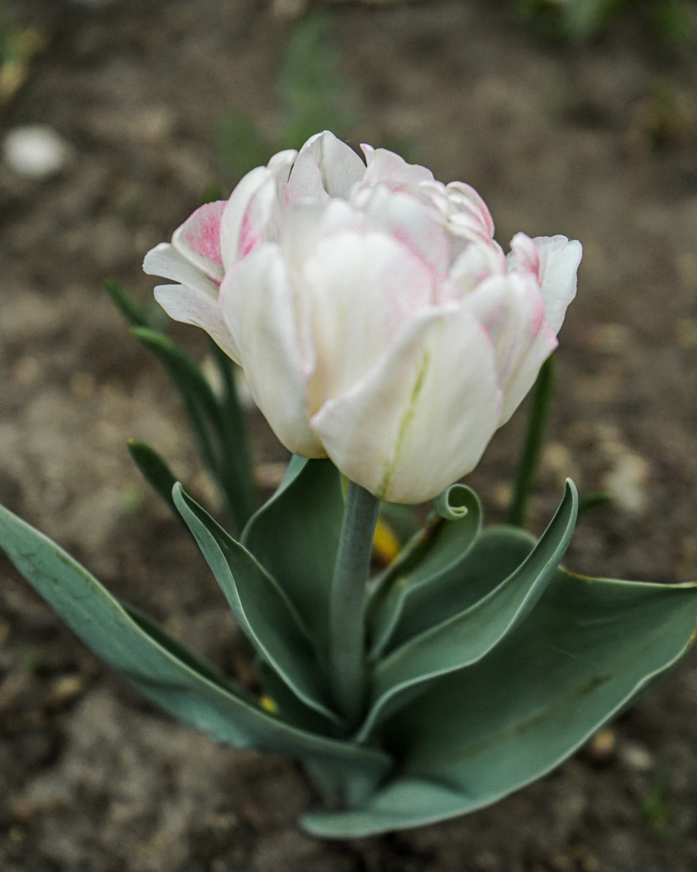 Tulip Angelique Bulbs