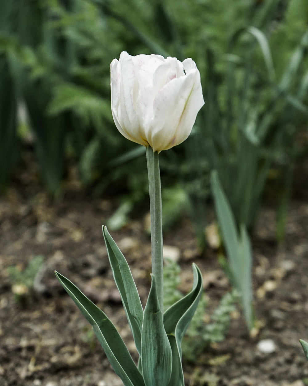 Tulip Angelique Bulbs