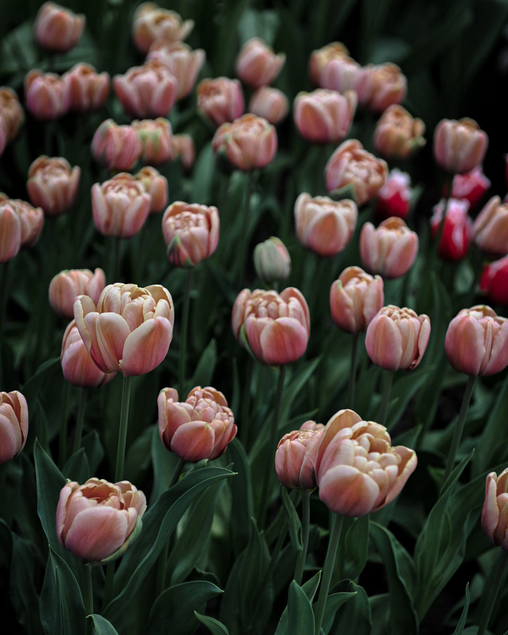 Belle Epoque Tulip Bulbs