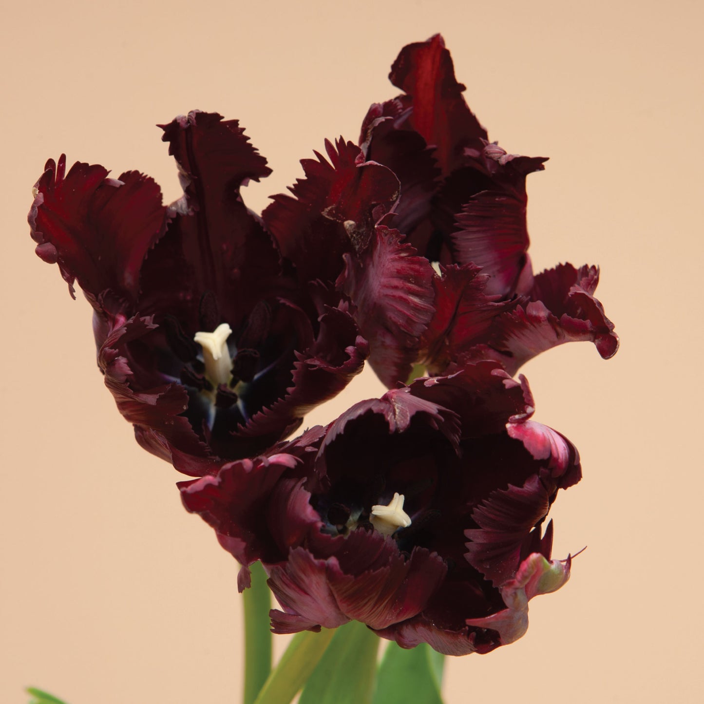Black Parrot Tulip Bulbs