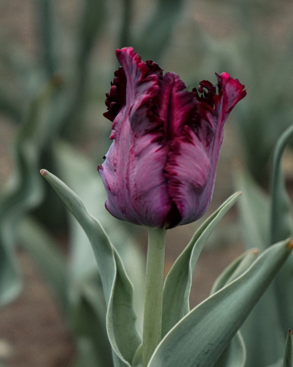 Black Parrot Tulip Bulbs