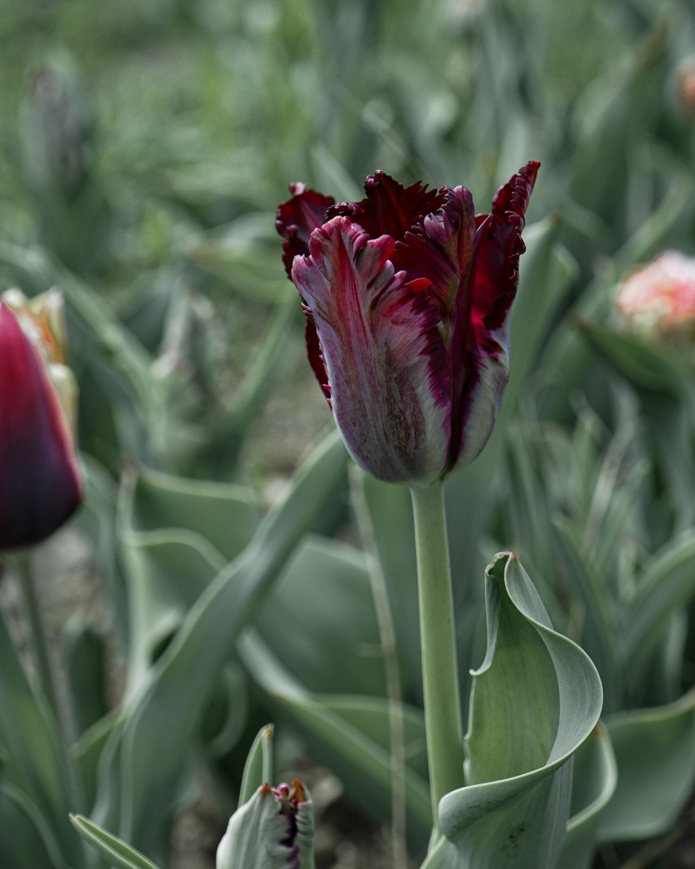 Black Parrot Tulip Bulbs