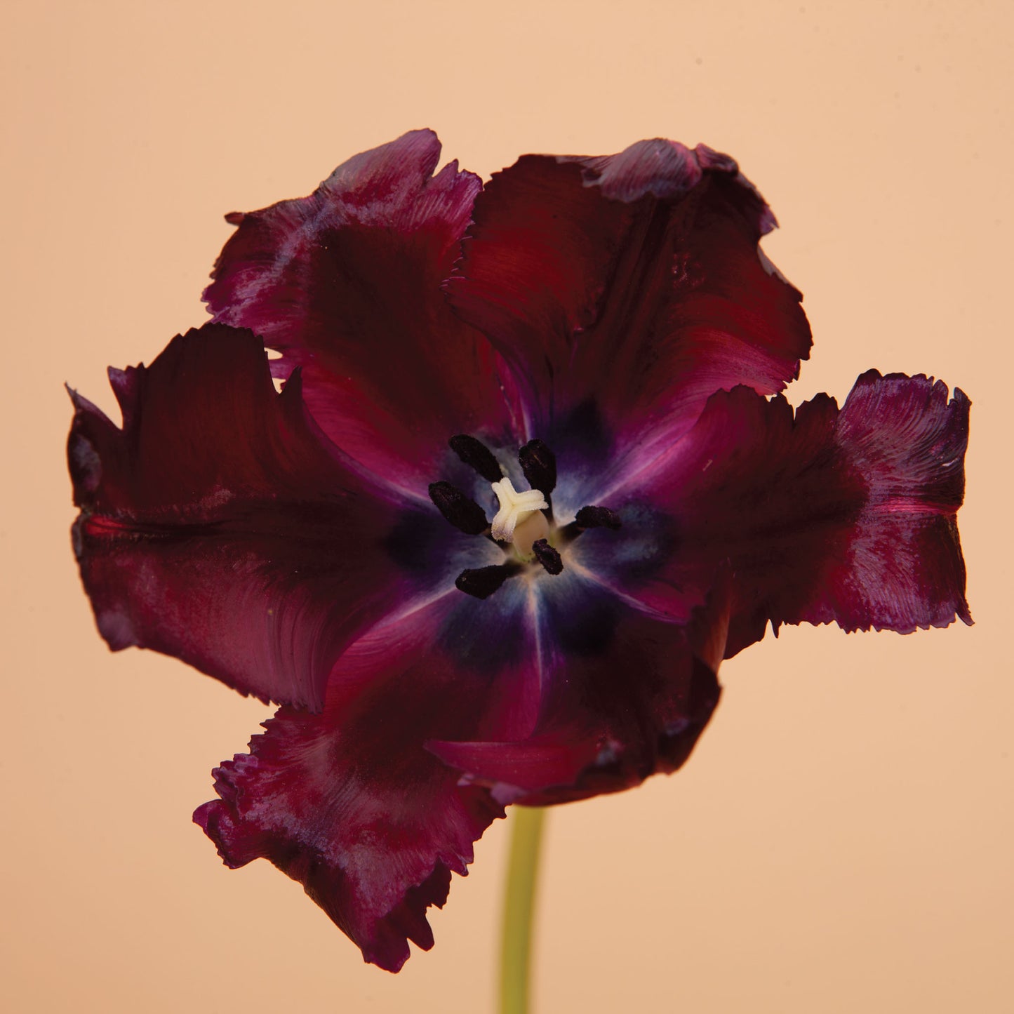 Black Parrot Tulip Bulbs