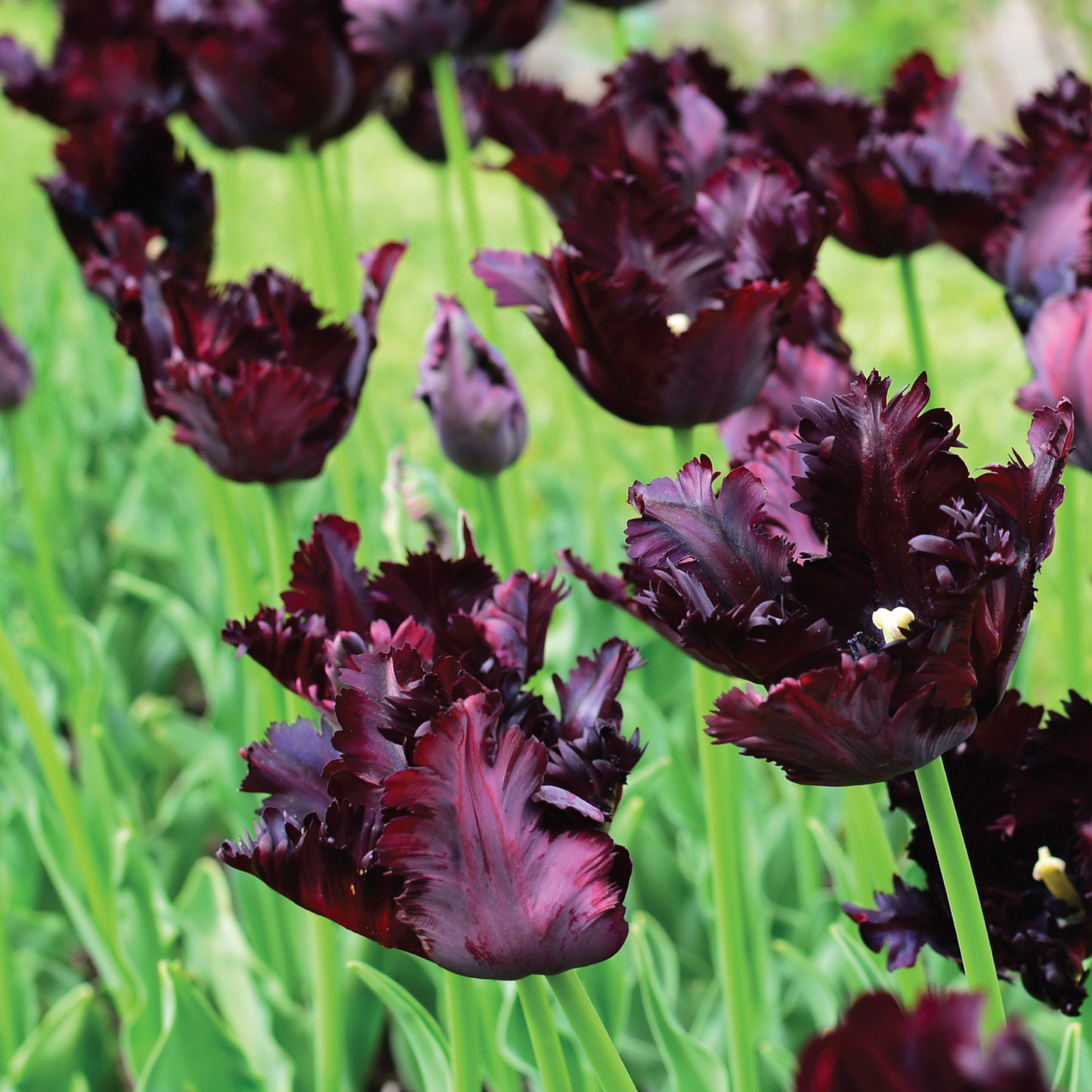 Black Parrot Tulip Bulbs