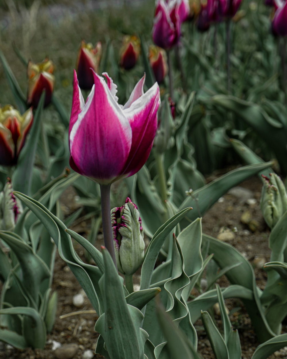 Tulip Claudia Bulbs