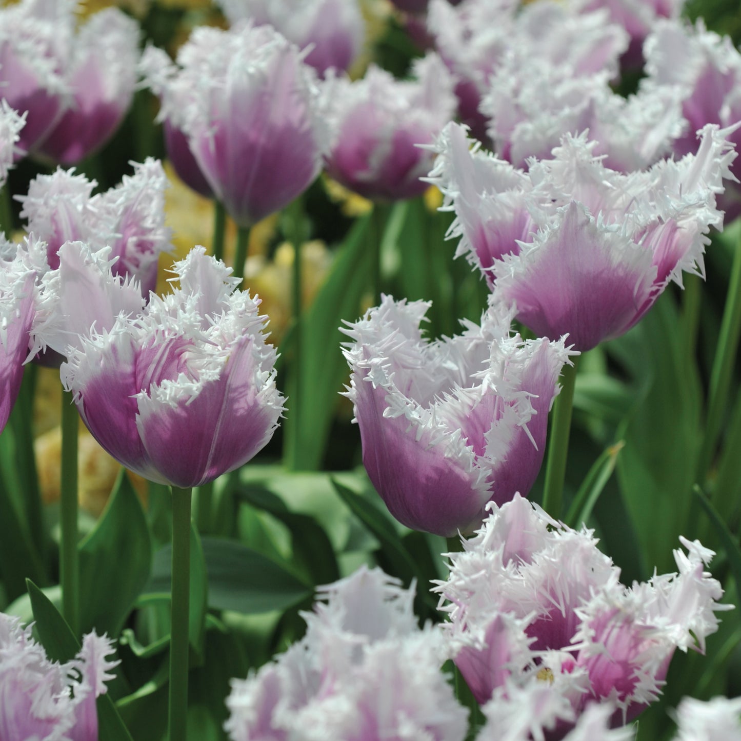 Cummins Tulip Bulbs