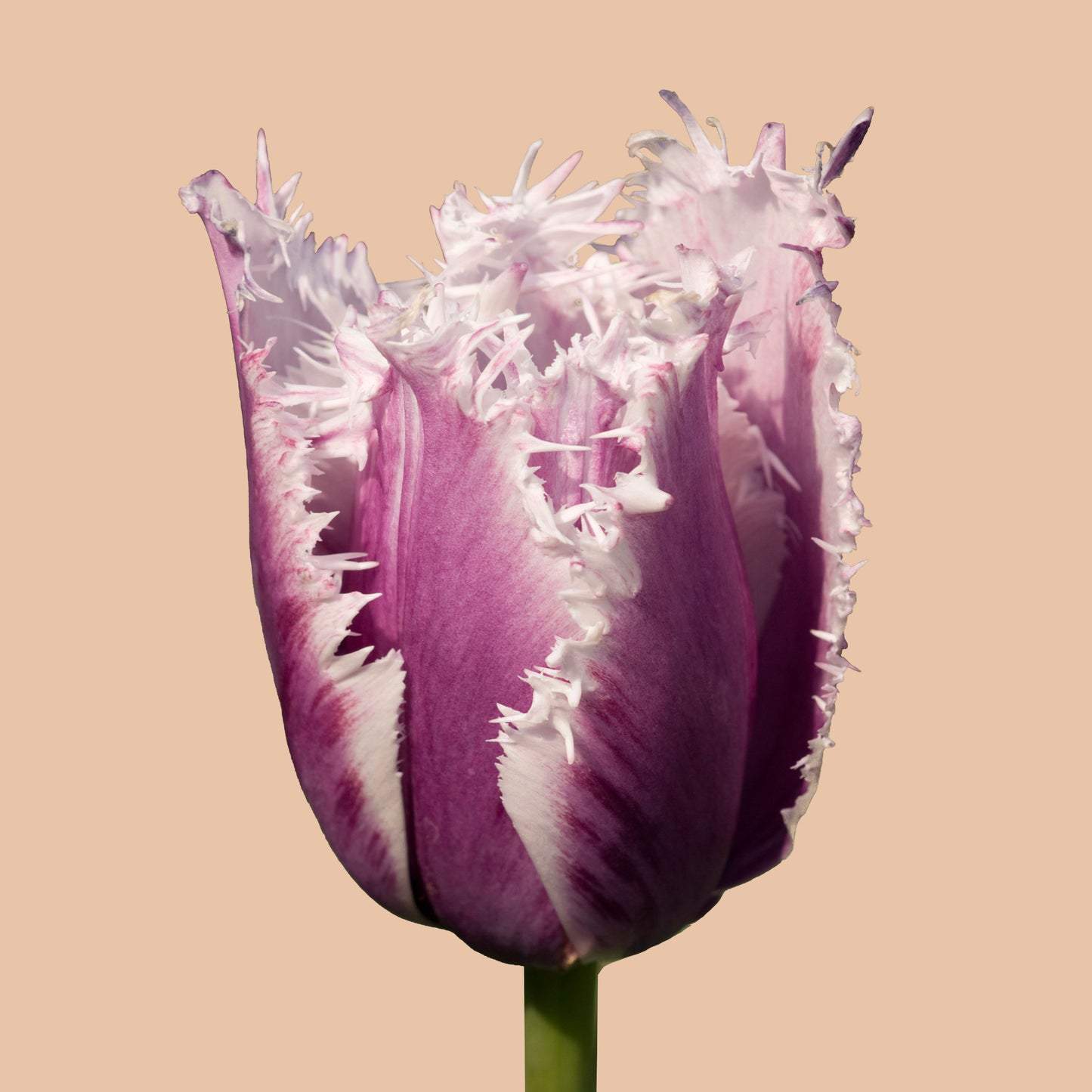Cummins Tulip Bulbs
