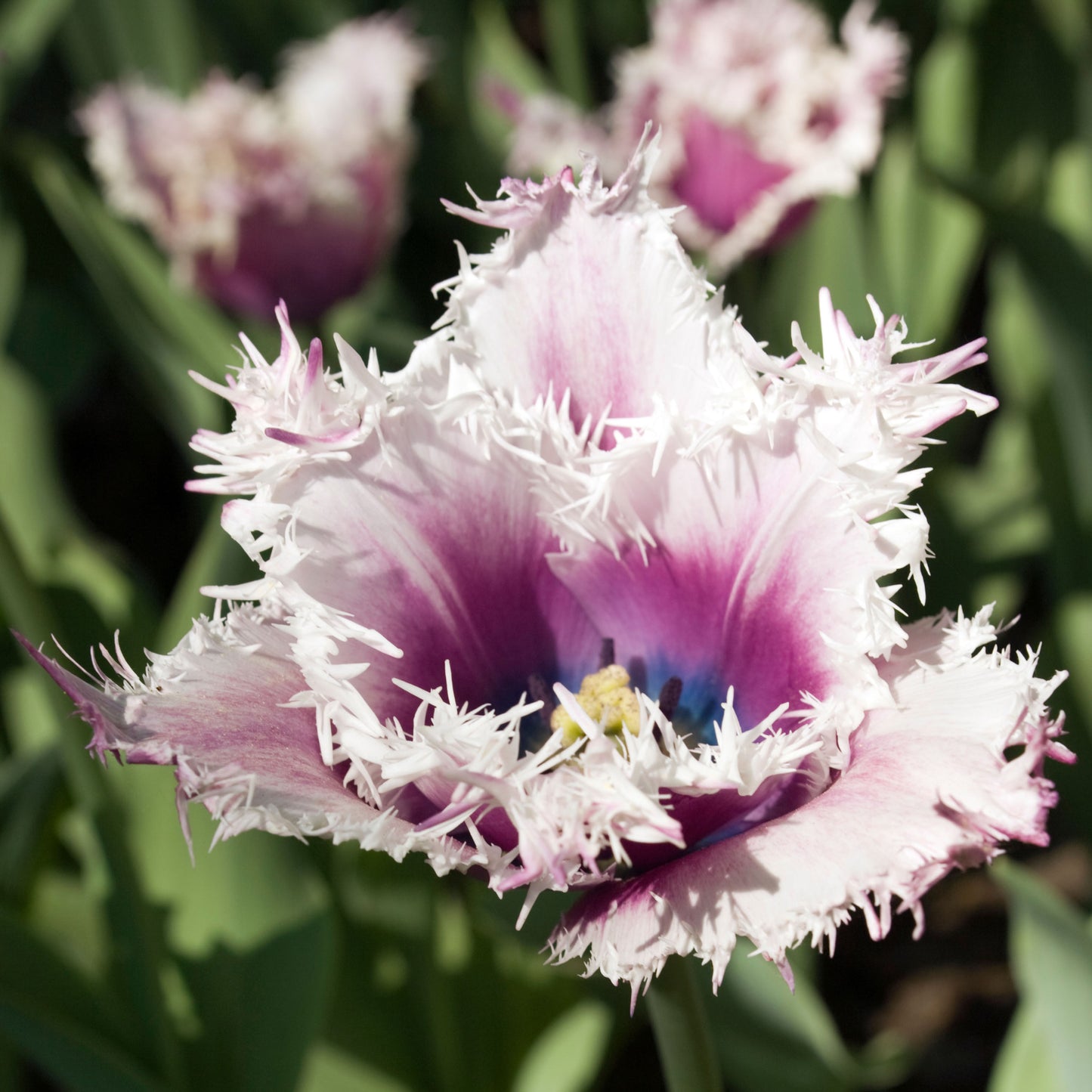 Cummins Tulip Bulbs