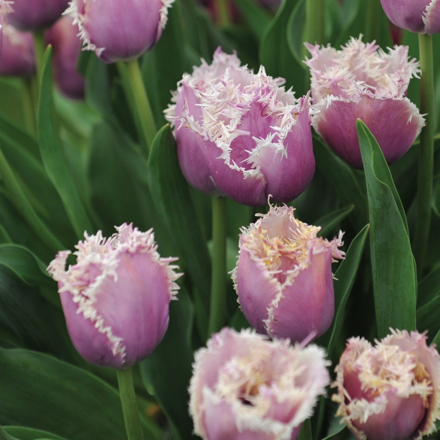 Cummins Tulip Bulbs