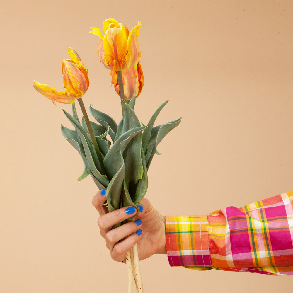 Tulip Irene Parrot Bulbs