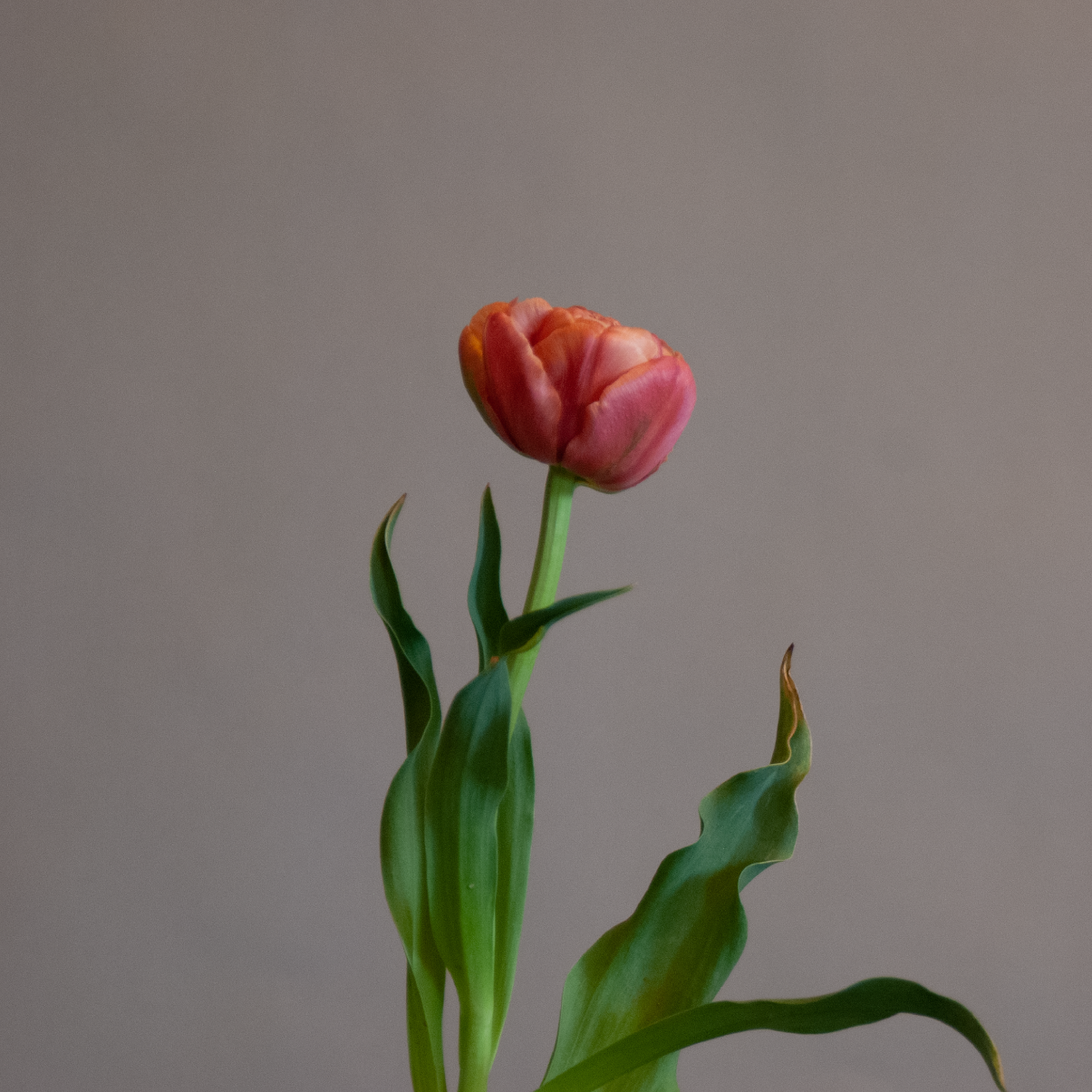 Belle Epoque Tulip Bulbs