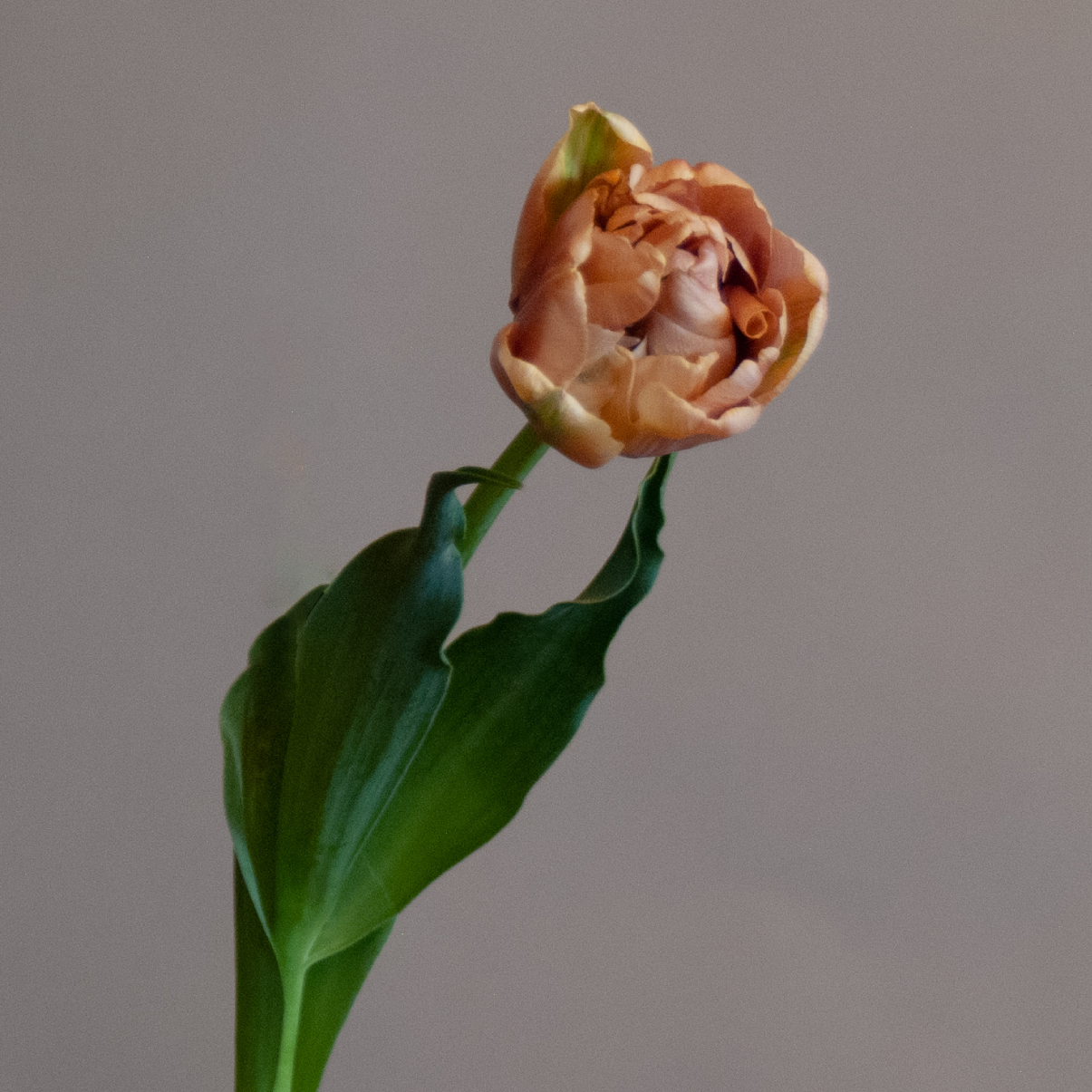 Belle Epoque Tulip Bulbs
