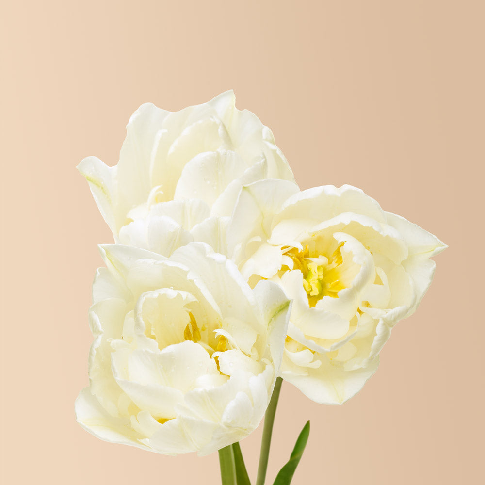 Tulip Piste