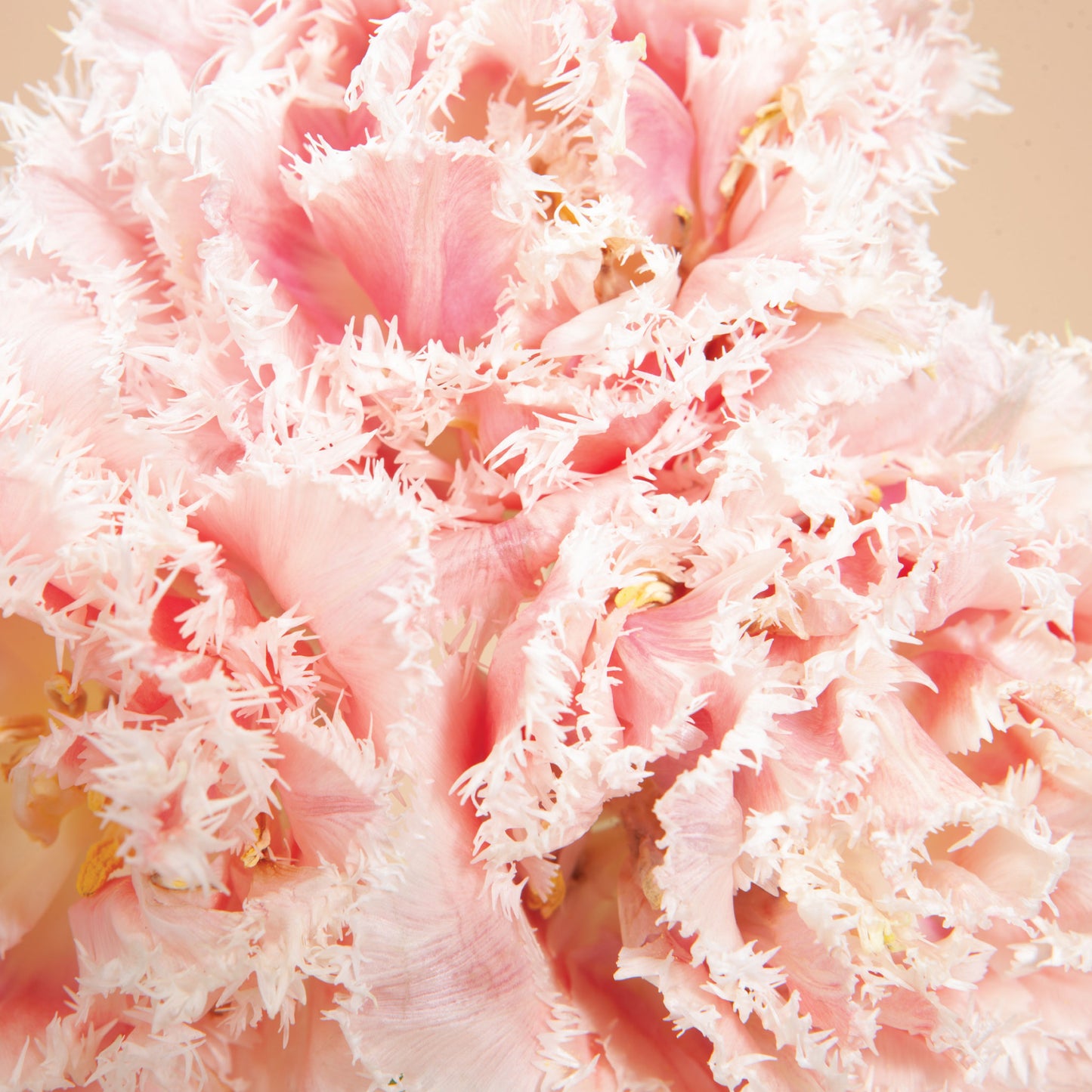 Queensland Pre-Chilled Tulip Bulbs