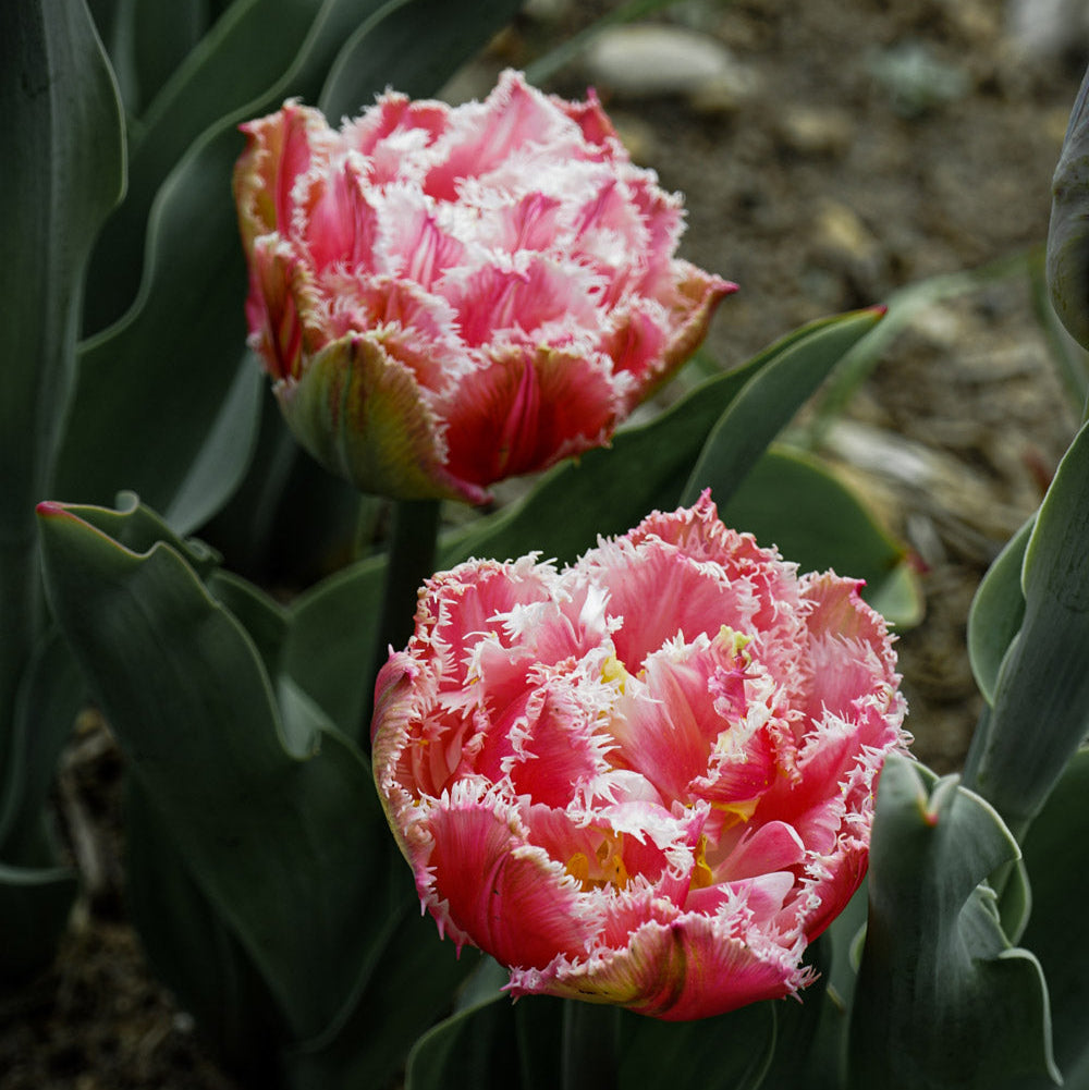 Queensland Pre-Chilled Tulip Bulbs