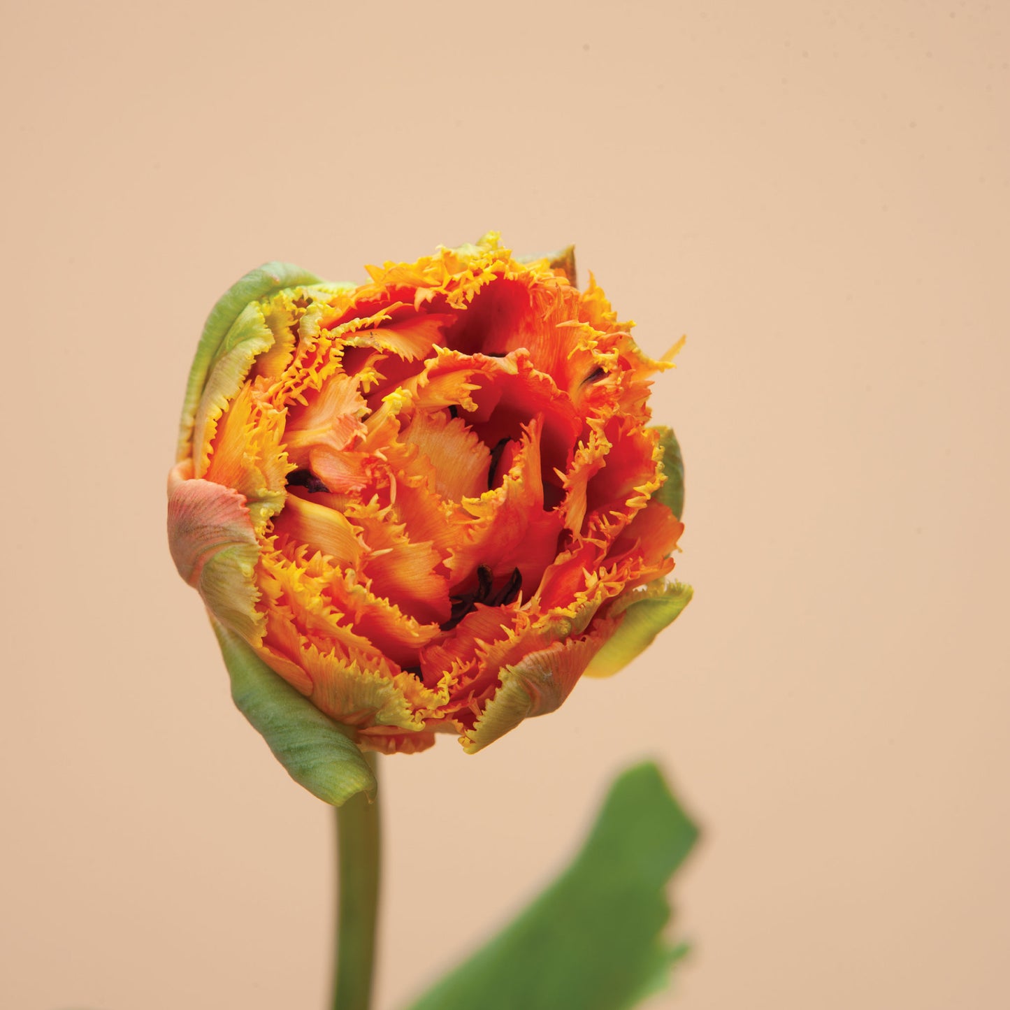 Tulip Sensual Touch Bulbs