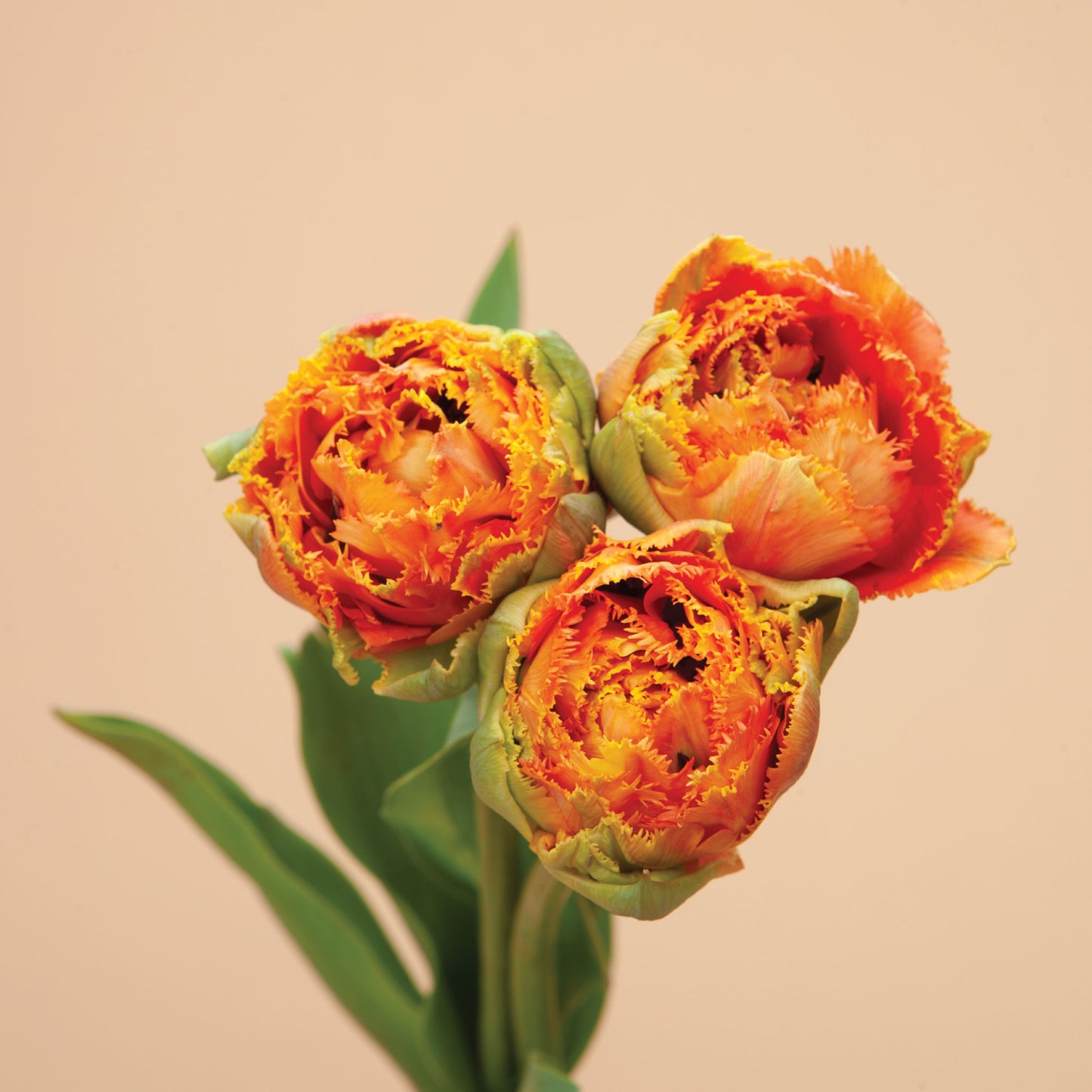 Tulip Sensual Touch Bulbs