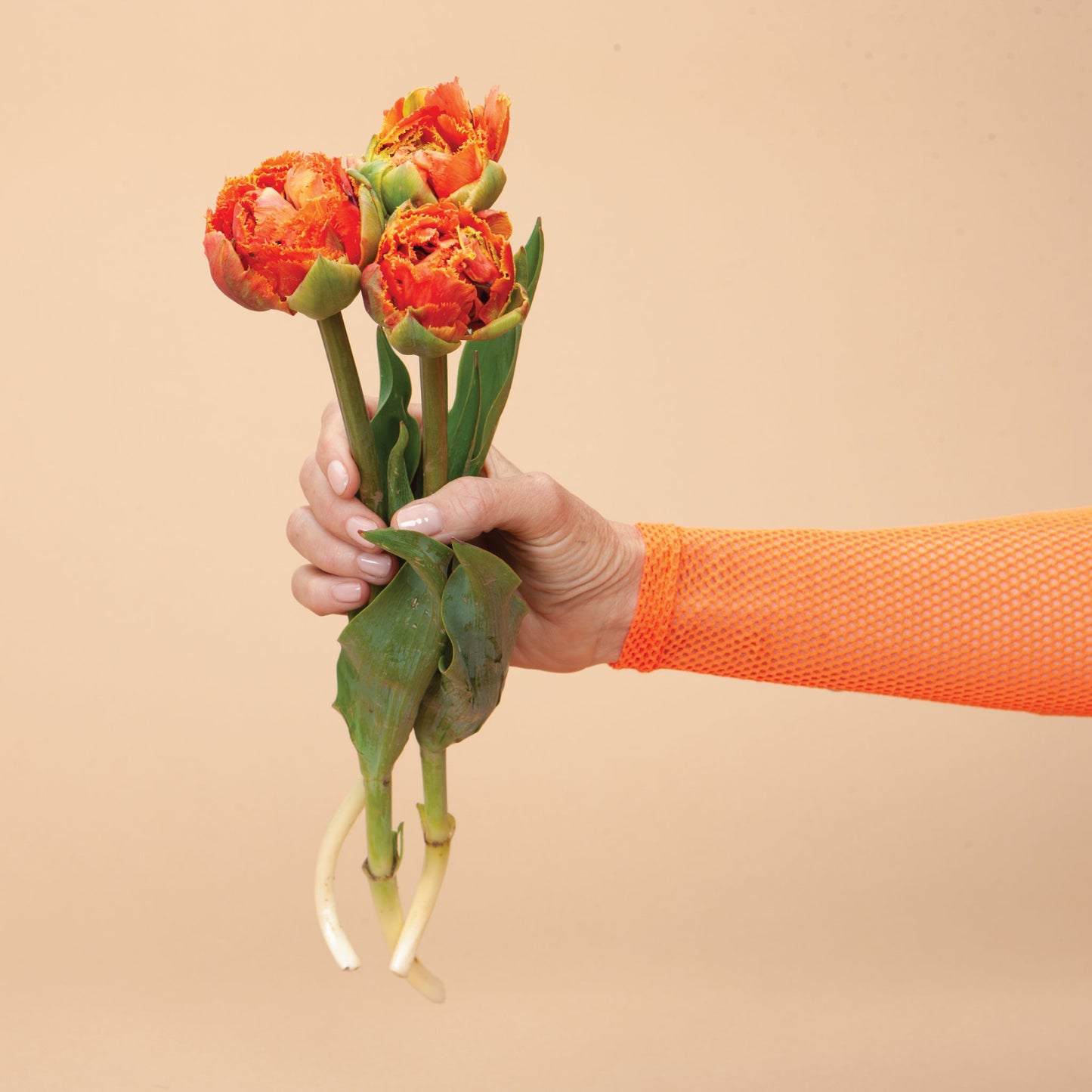 Tulip Sensual Touch Bulbs