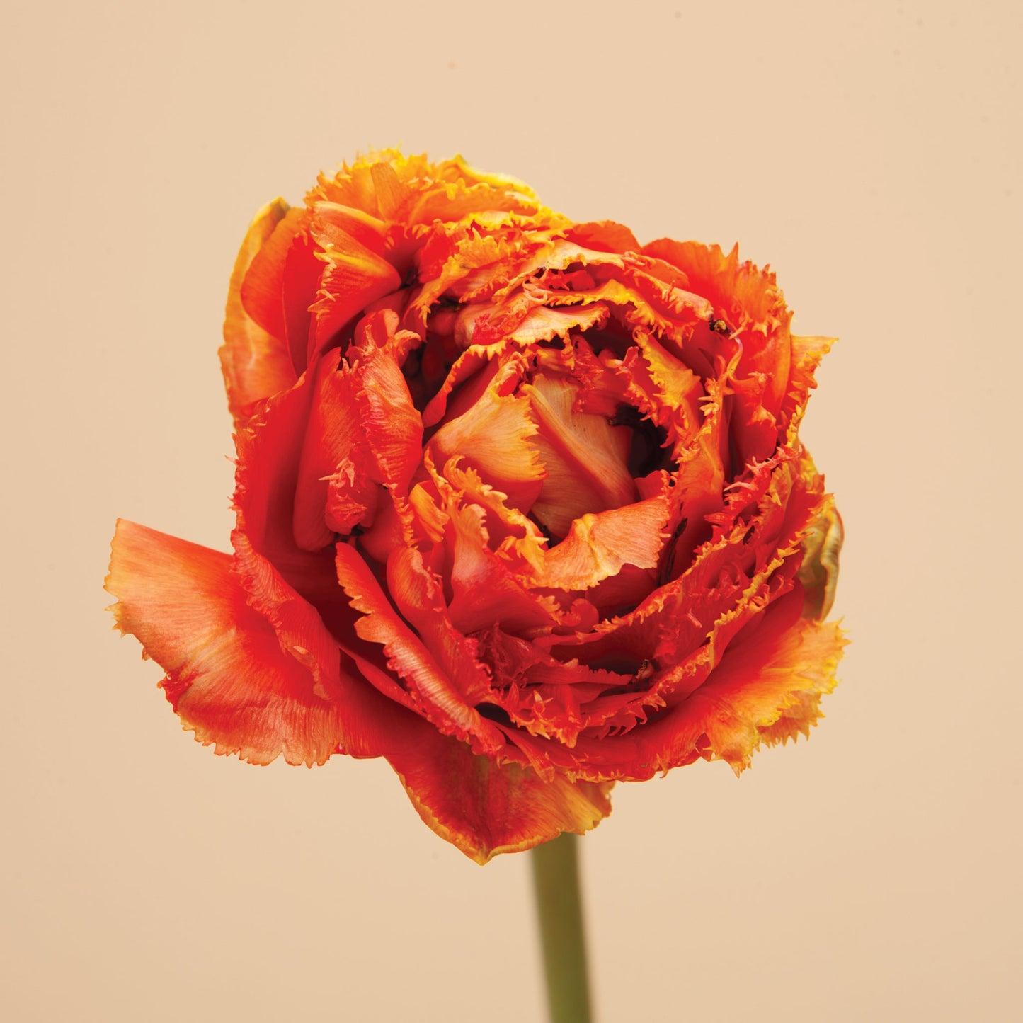 Tulip Sensual Touch Bulbs