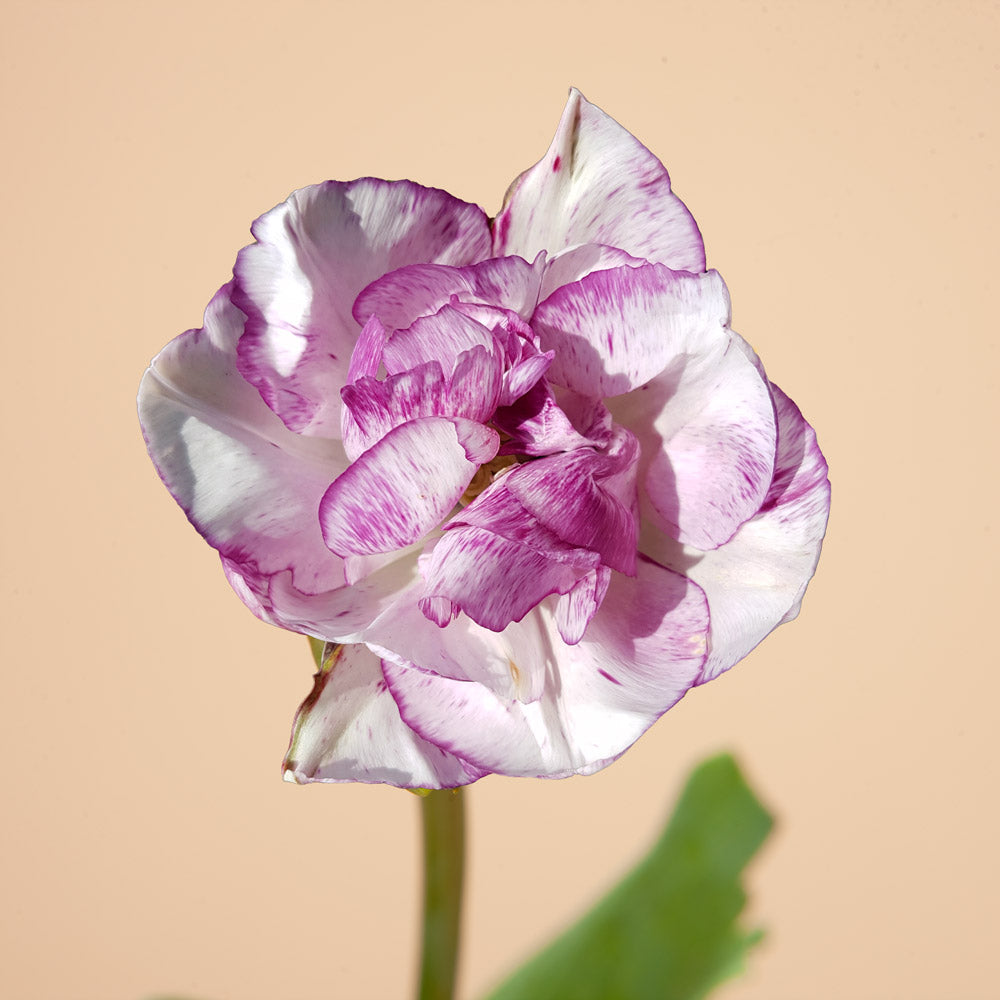 Tulip Shirley Double