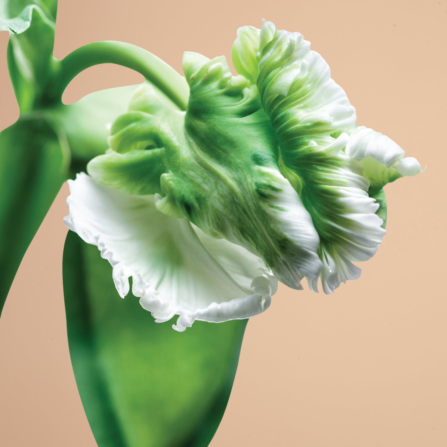Tulip Super Parrot Bulbs