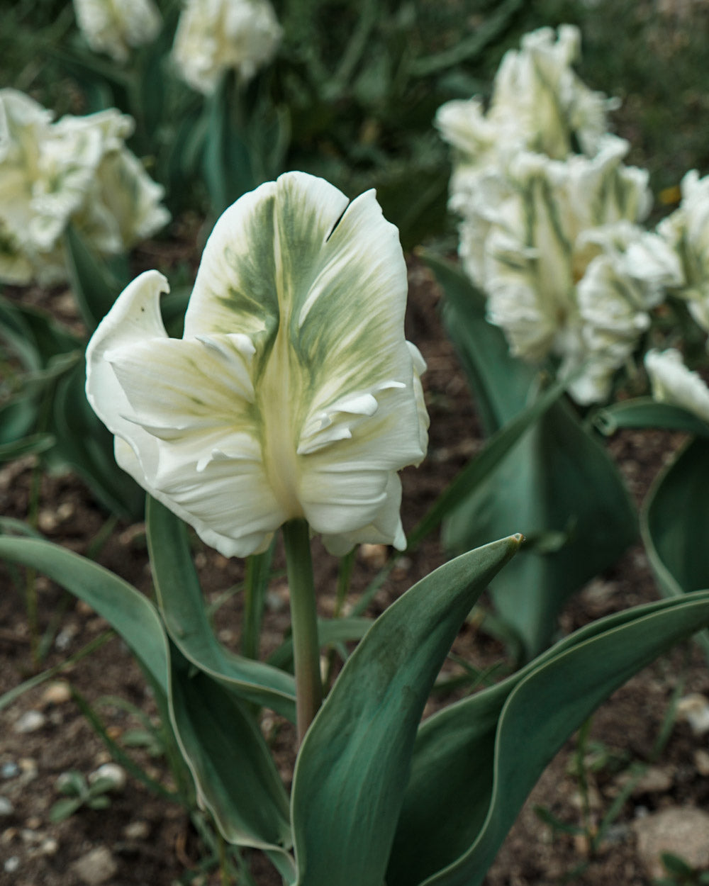 Tulip Super Parrot Bulbs